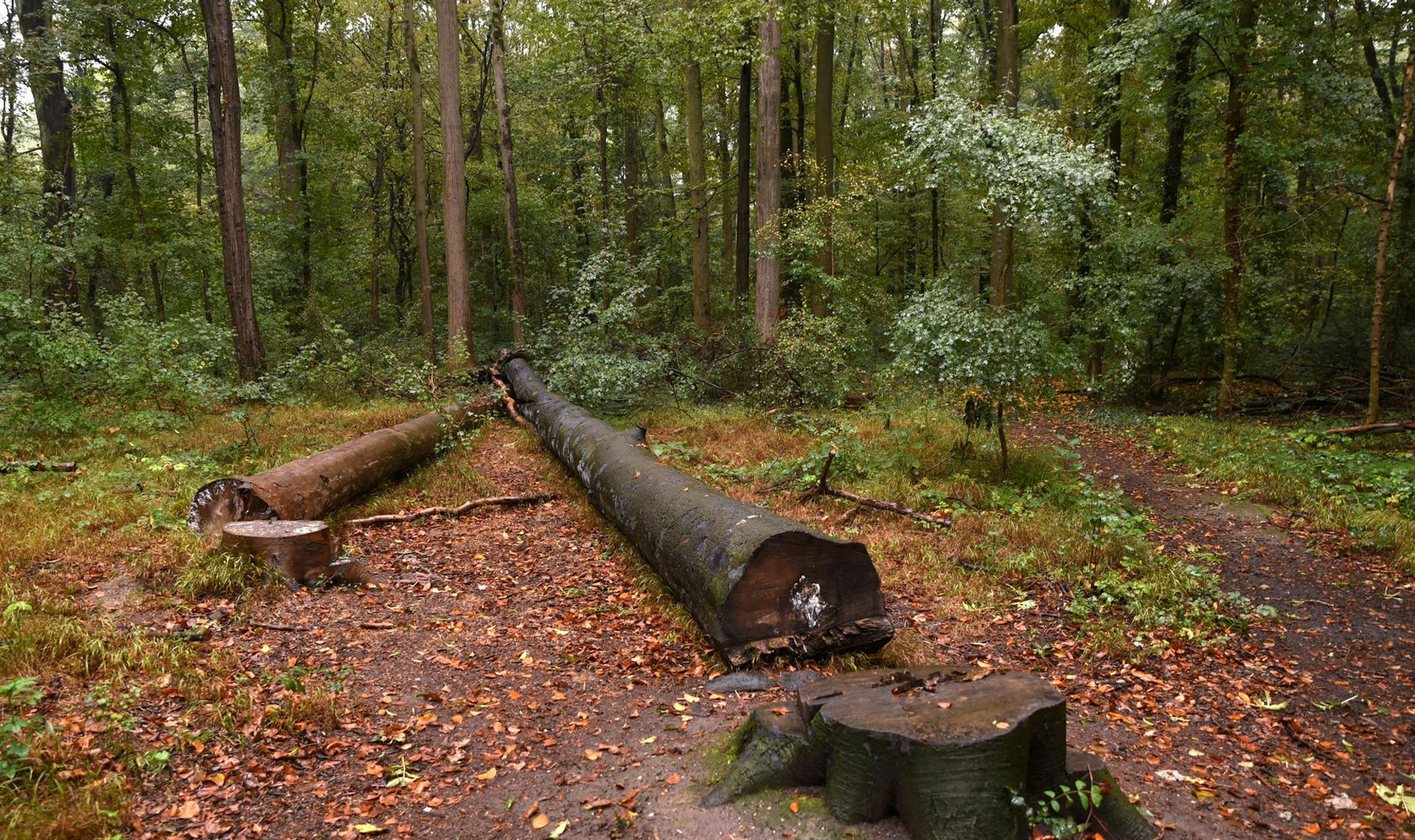 20200929-RAK-ZukunftdesWaldes-009