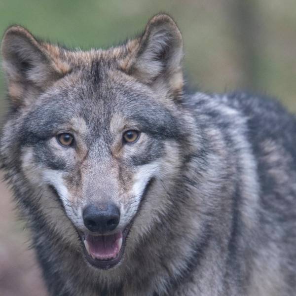 Wolf Symbol 200220