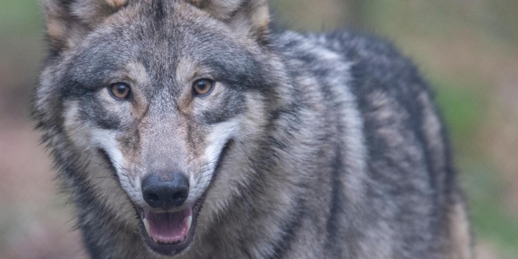 Wolf Symbol 200220