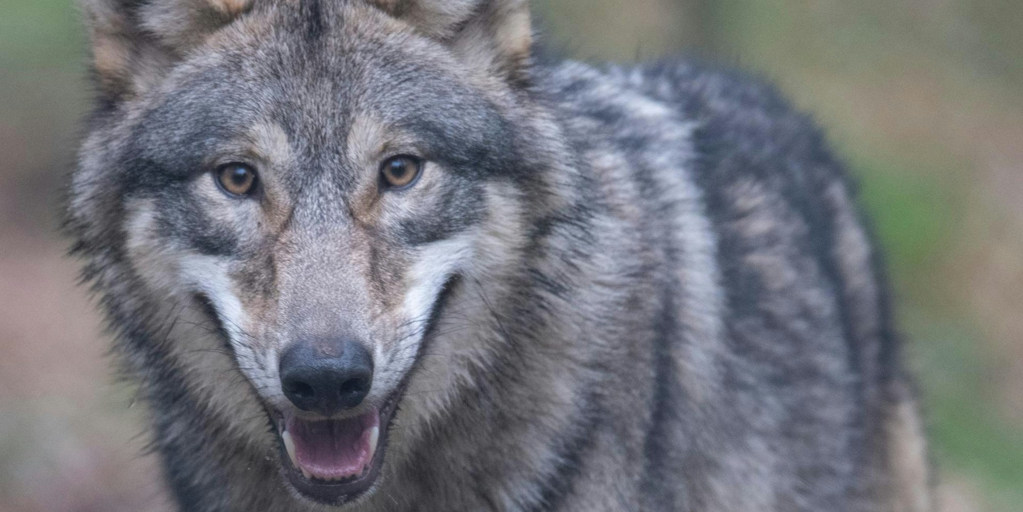 Wolf Symbol 200220