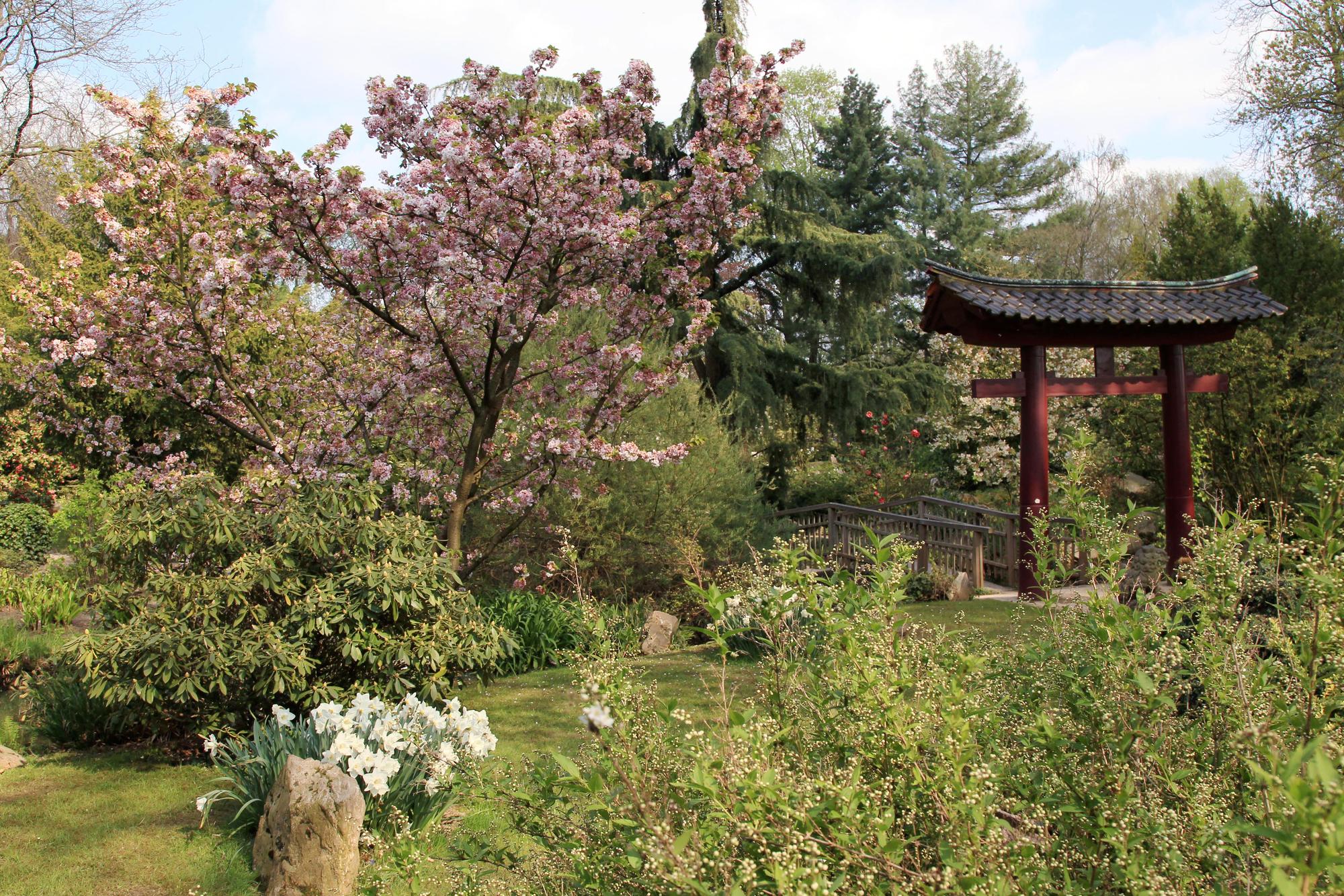 MDS-KSTA-2015-04-29-20150422max-japgarten29