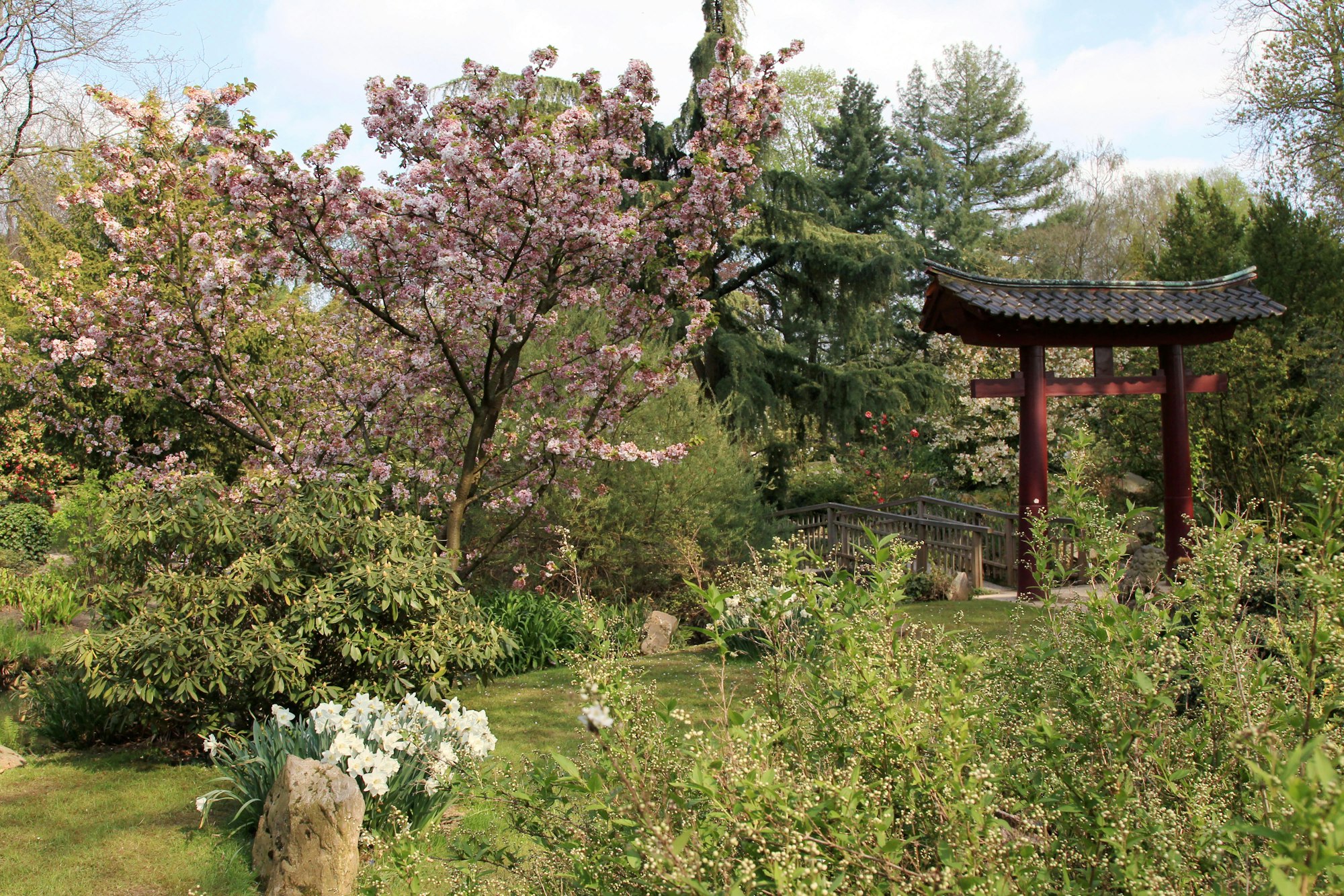 MDS-KSTA-2015-04-29-20150422max-japgarten29