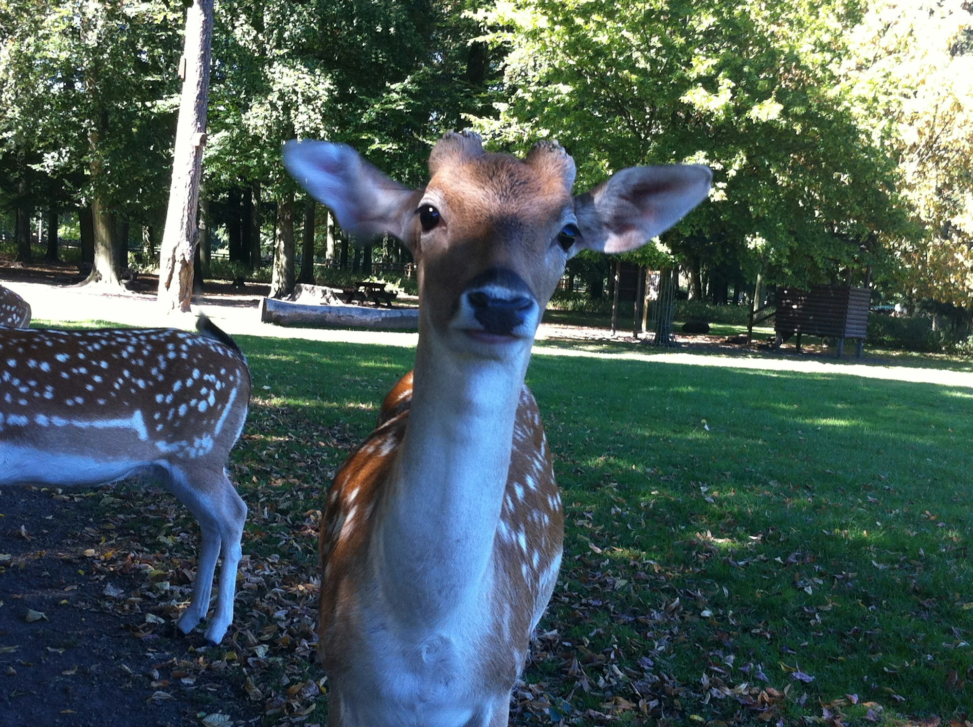Tierpark Lindenthal reh reiche (1)