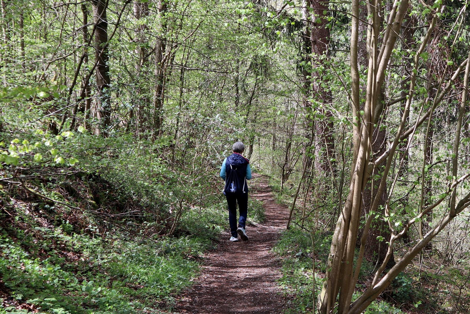 Wanderung Heideheimat Waldpfad