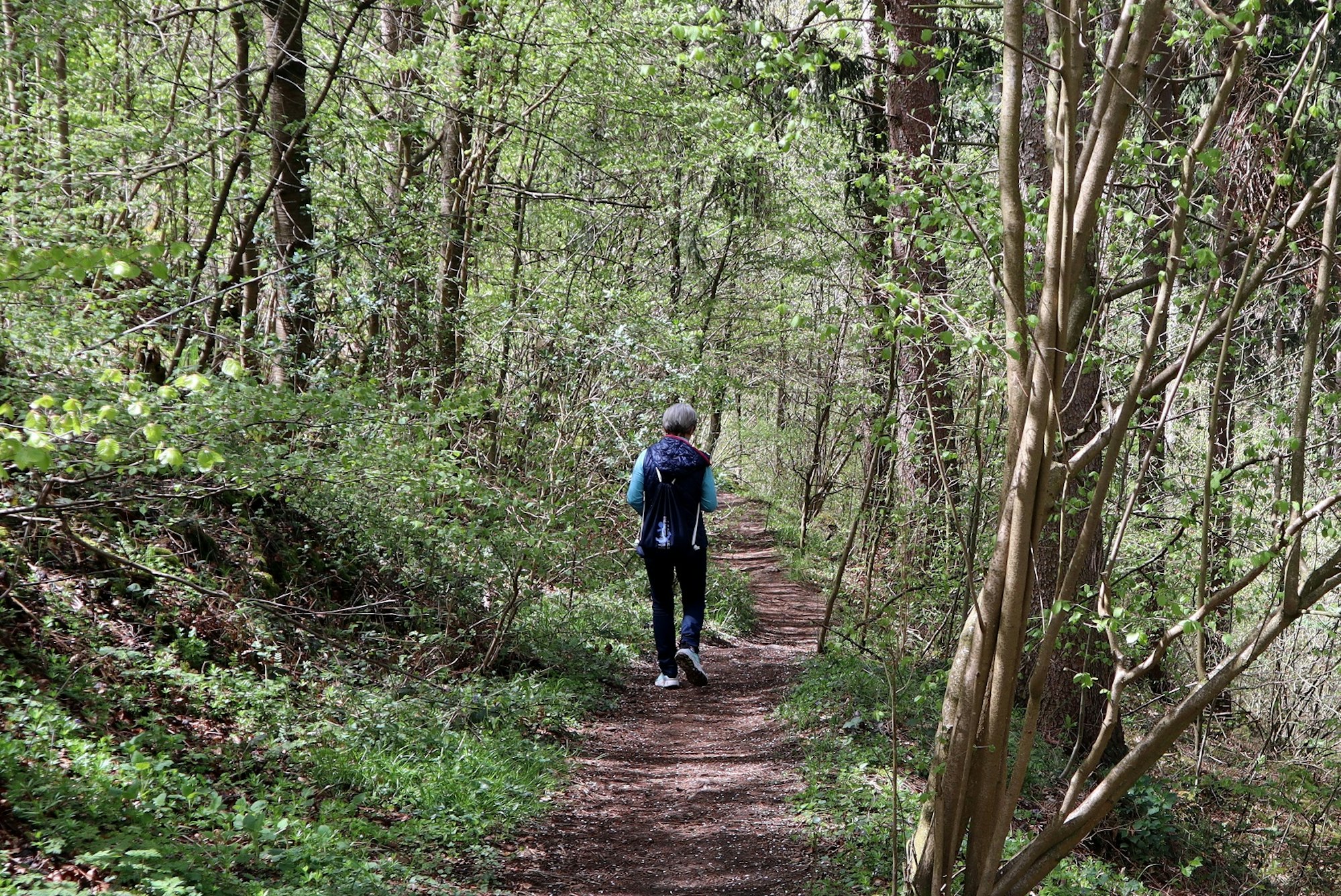Wanderung Heideheimat Waldpfad