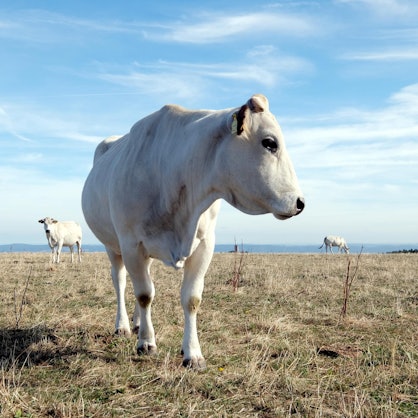 20180911max-Lambrich53