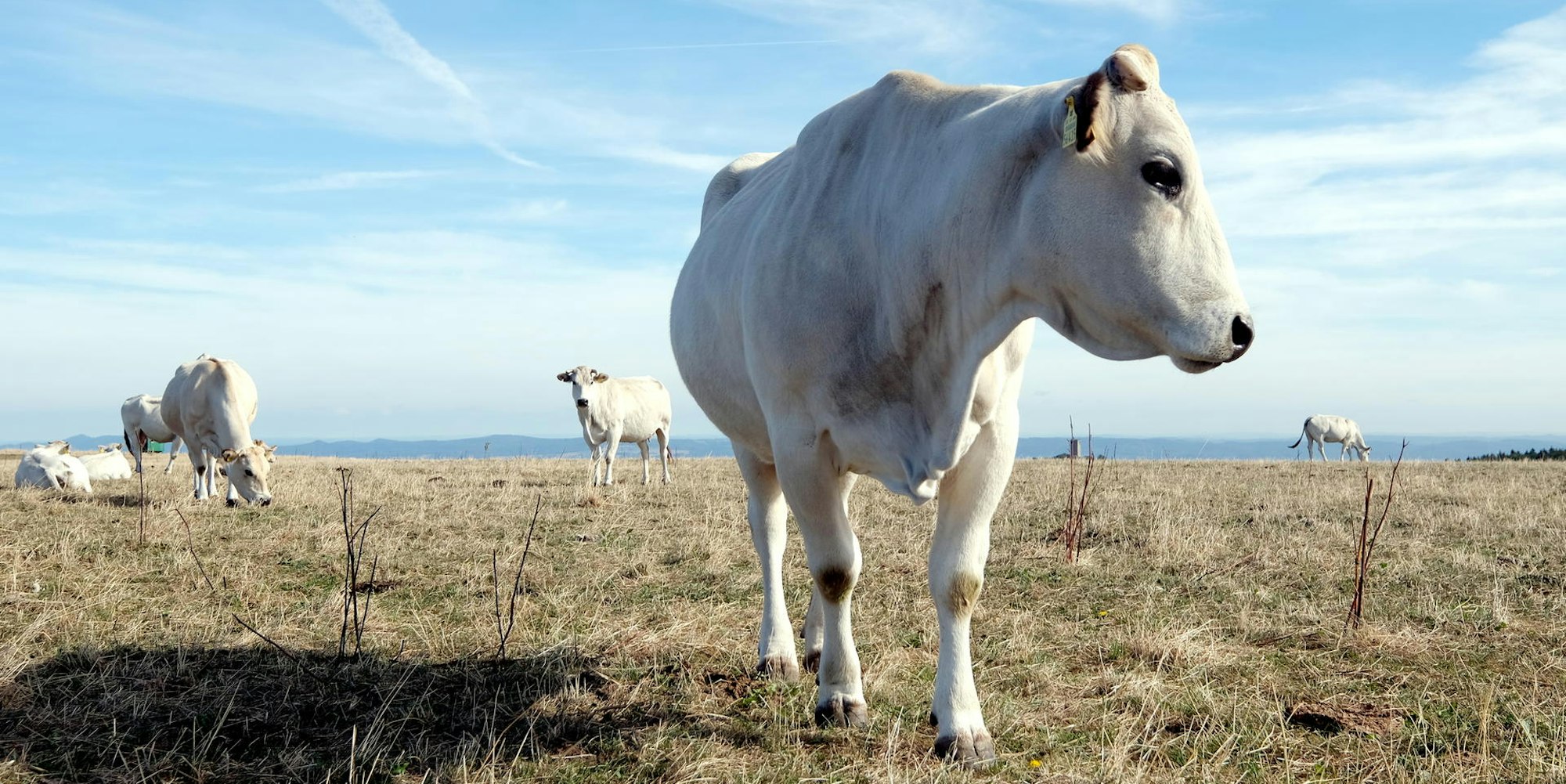 20180911max-Lambrich53