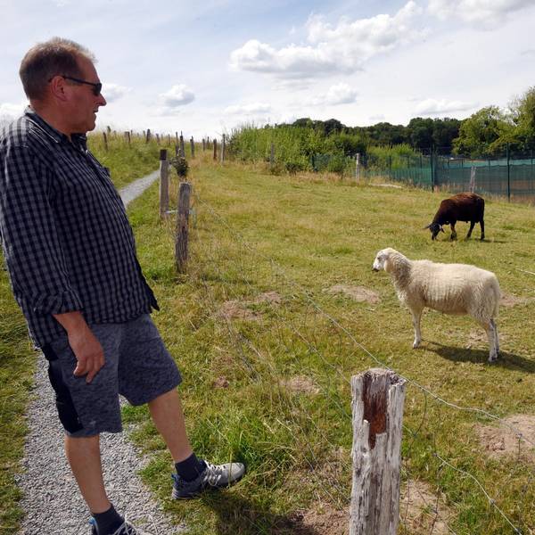 Schaf gerissen Lindlar 1