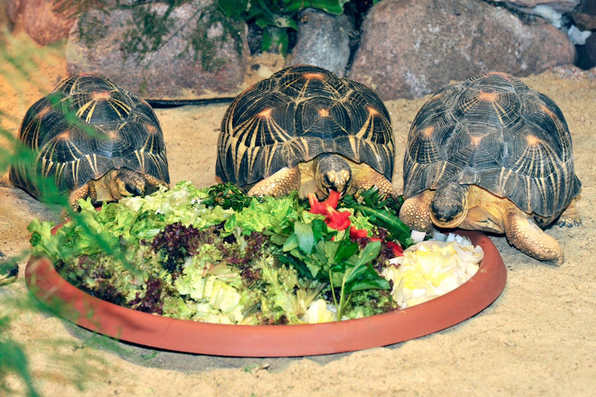 Stahlenschildkröte 1