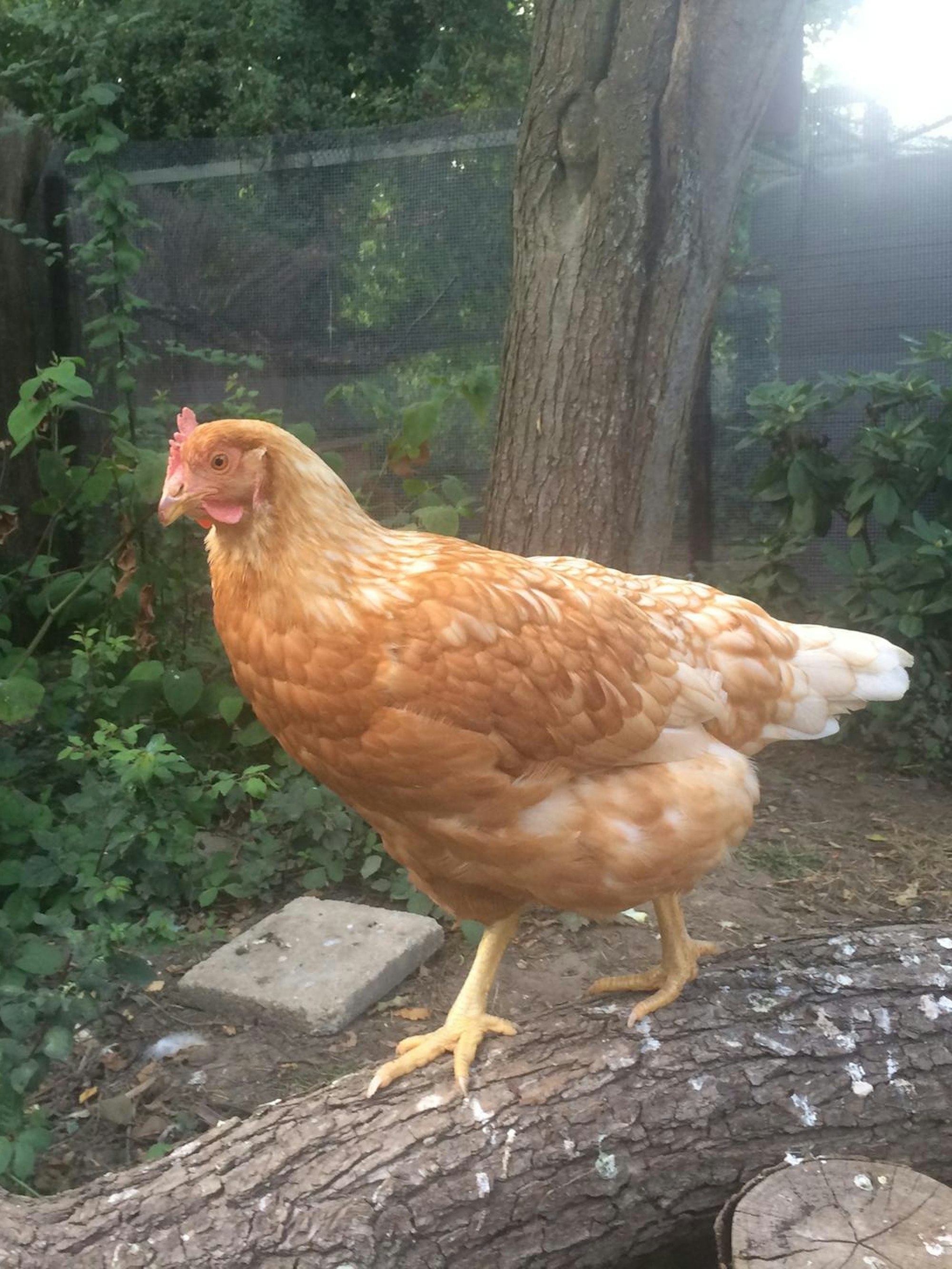 Locke_nachher_copyright Hilgers