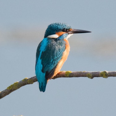 Ein Eisvogel sitzt auf einem Ast.