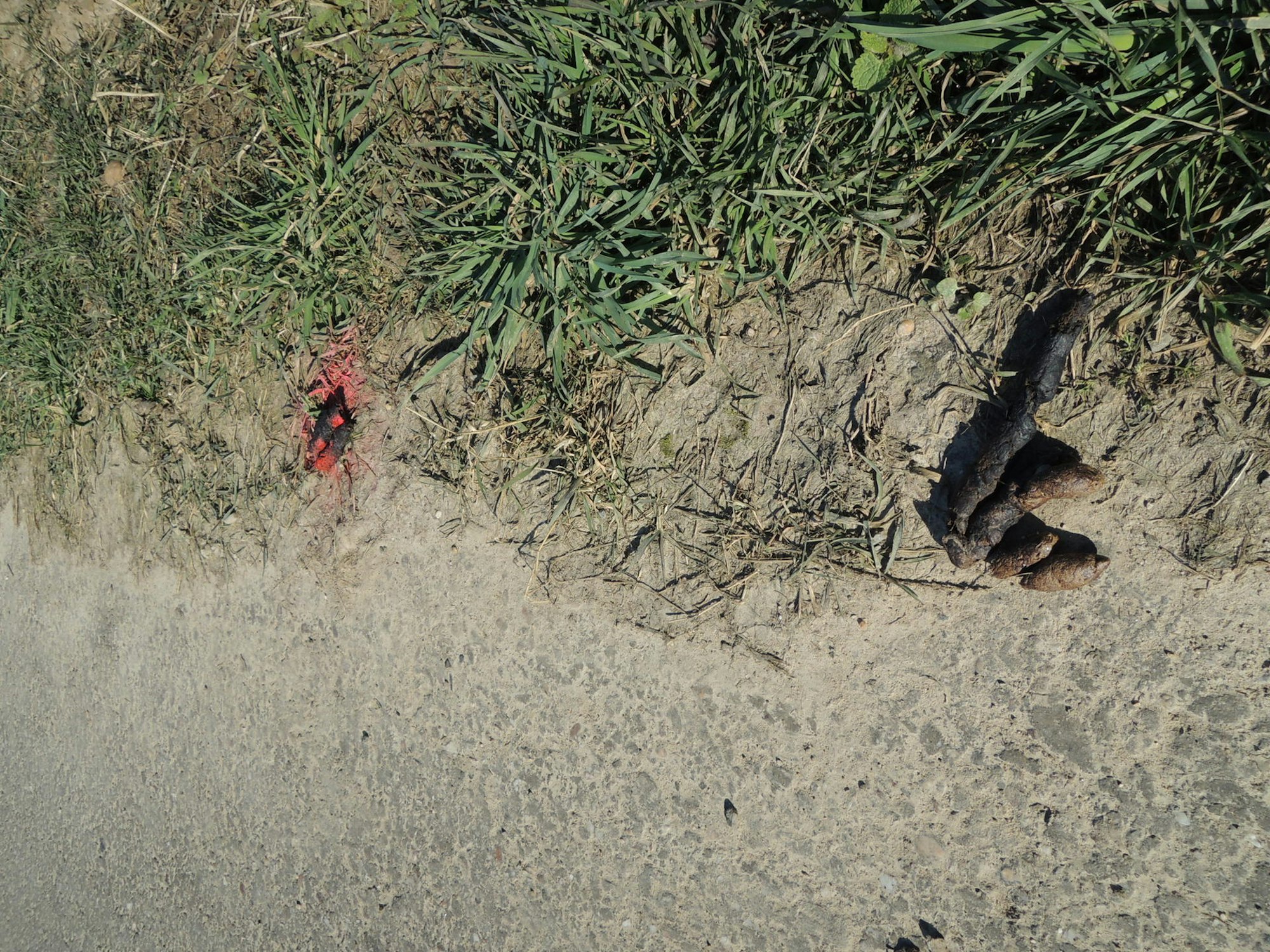 20220304-ker-rj-farbige-hundehaufen-02