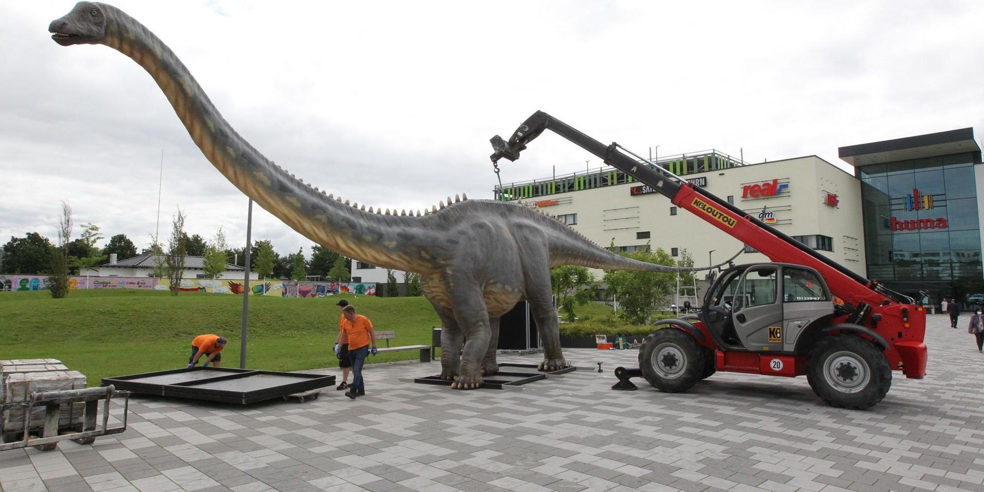 Dinoschau_Huma2