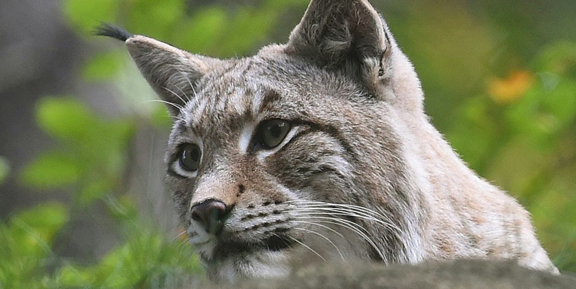 Luchs