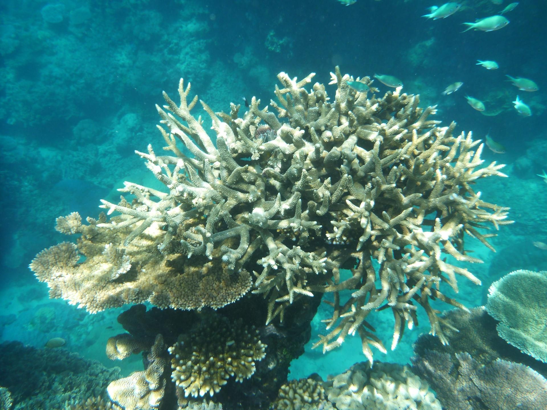 GBR 1