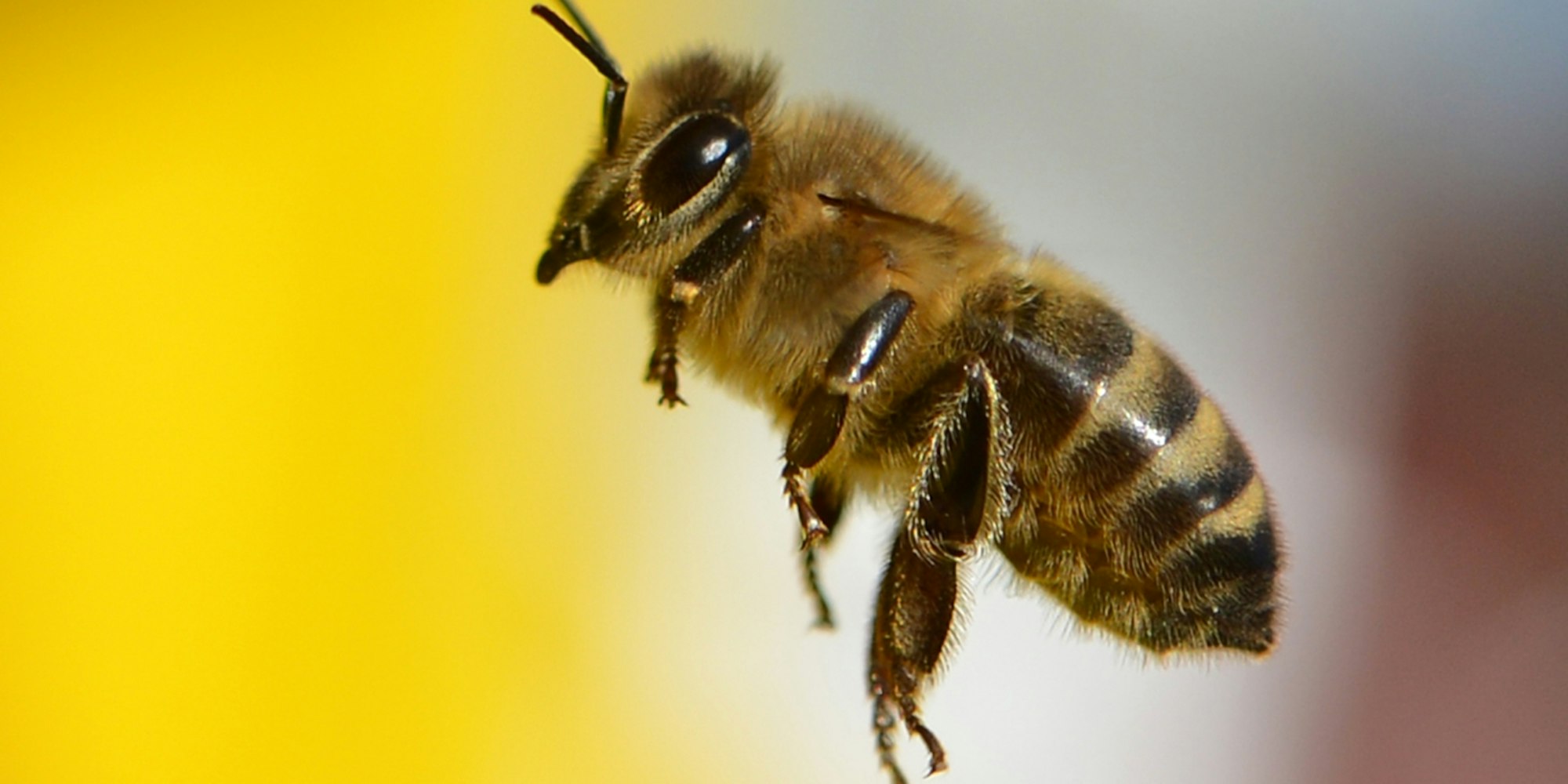 duda bienen