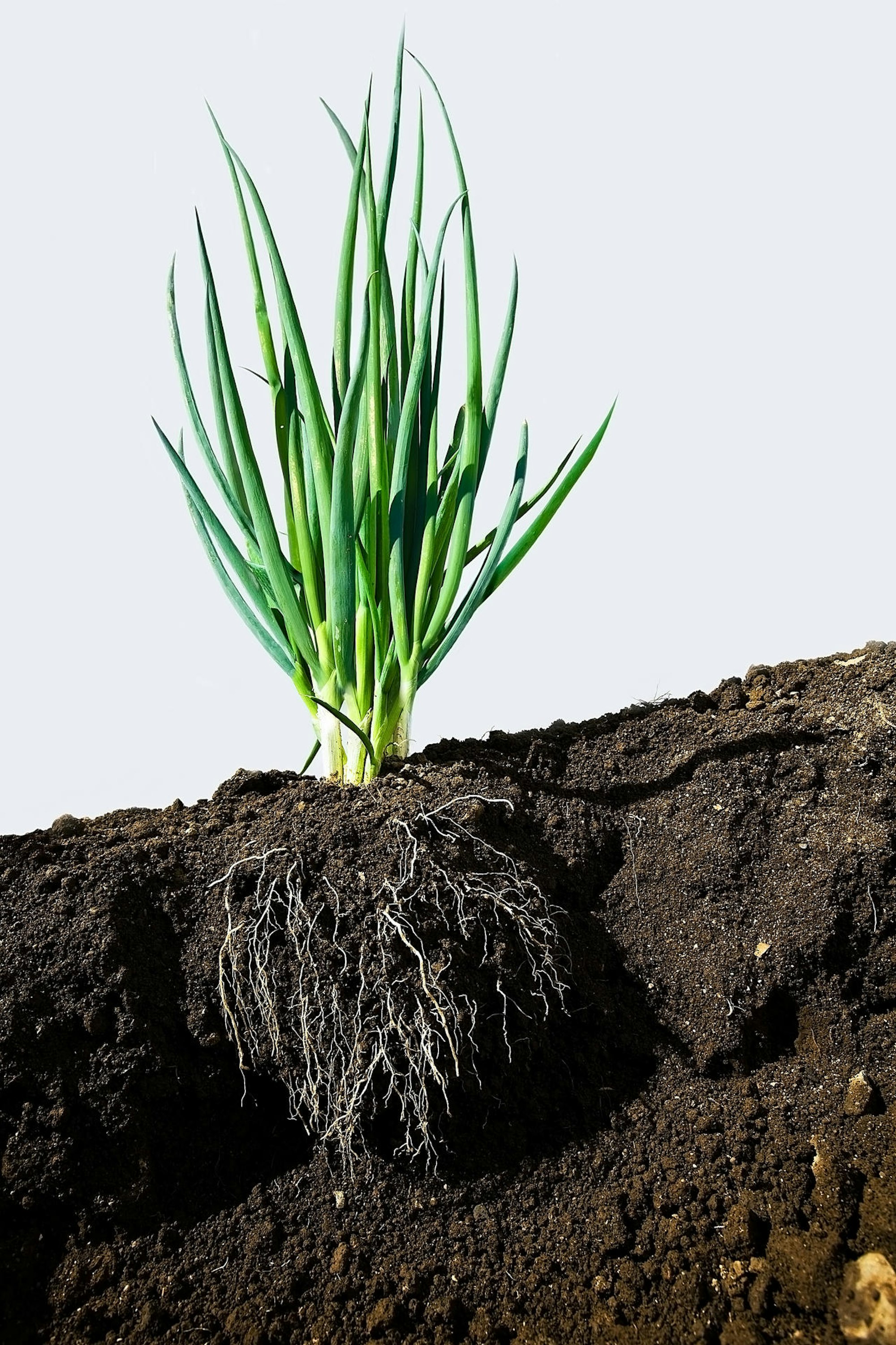 GettyImages-83473006