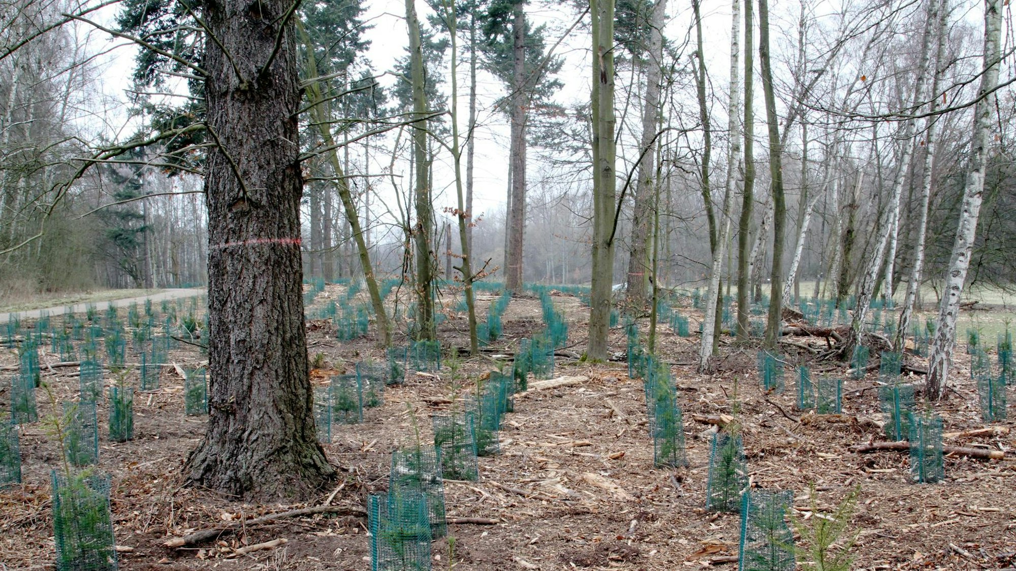 Junge Bäume werden aufgeforstet im Park