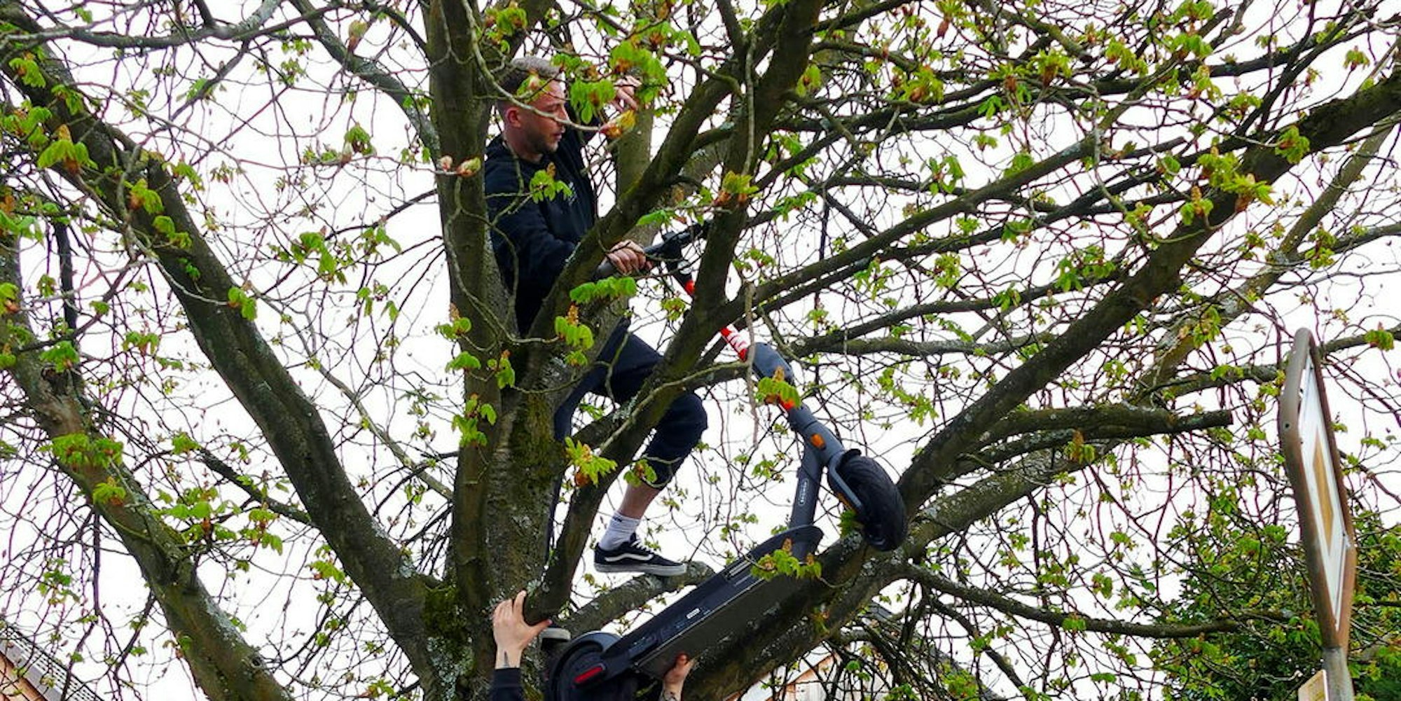 E-Roller_Lohmar_Baum