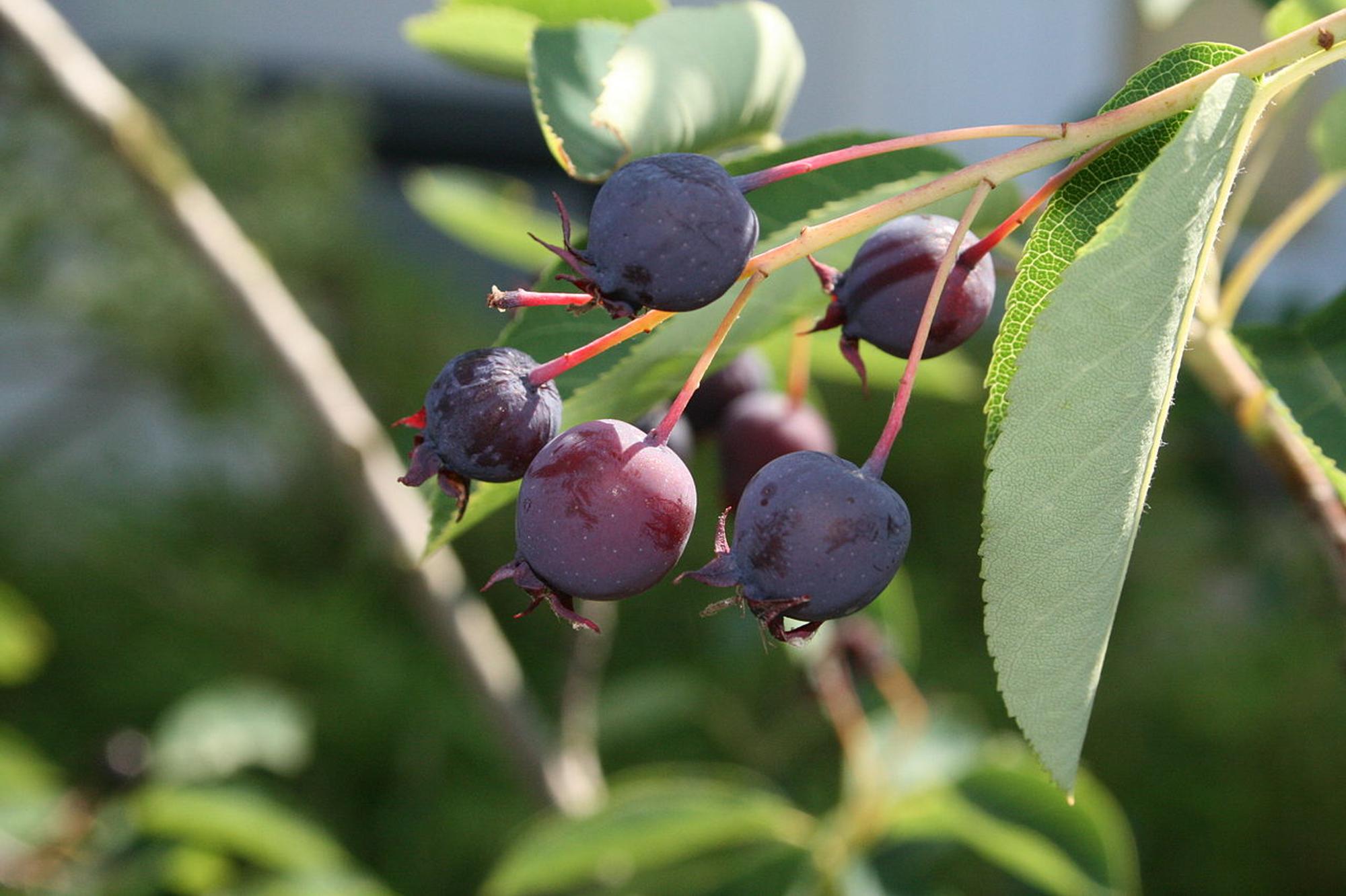 wiki 2.5 I,Pbuergler 1280px-Felsenbirne_frucht