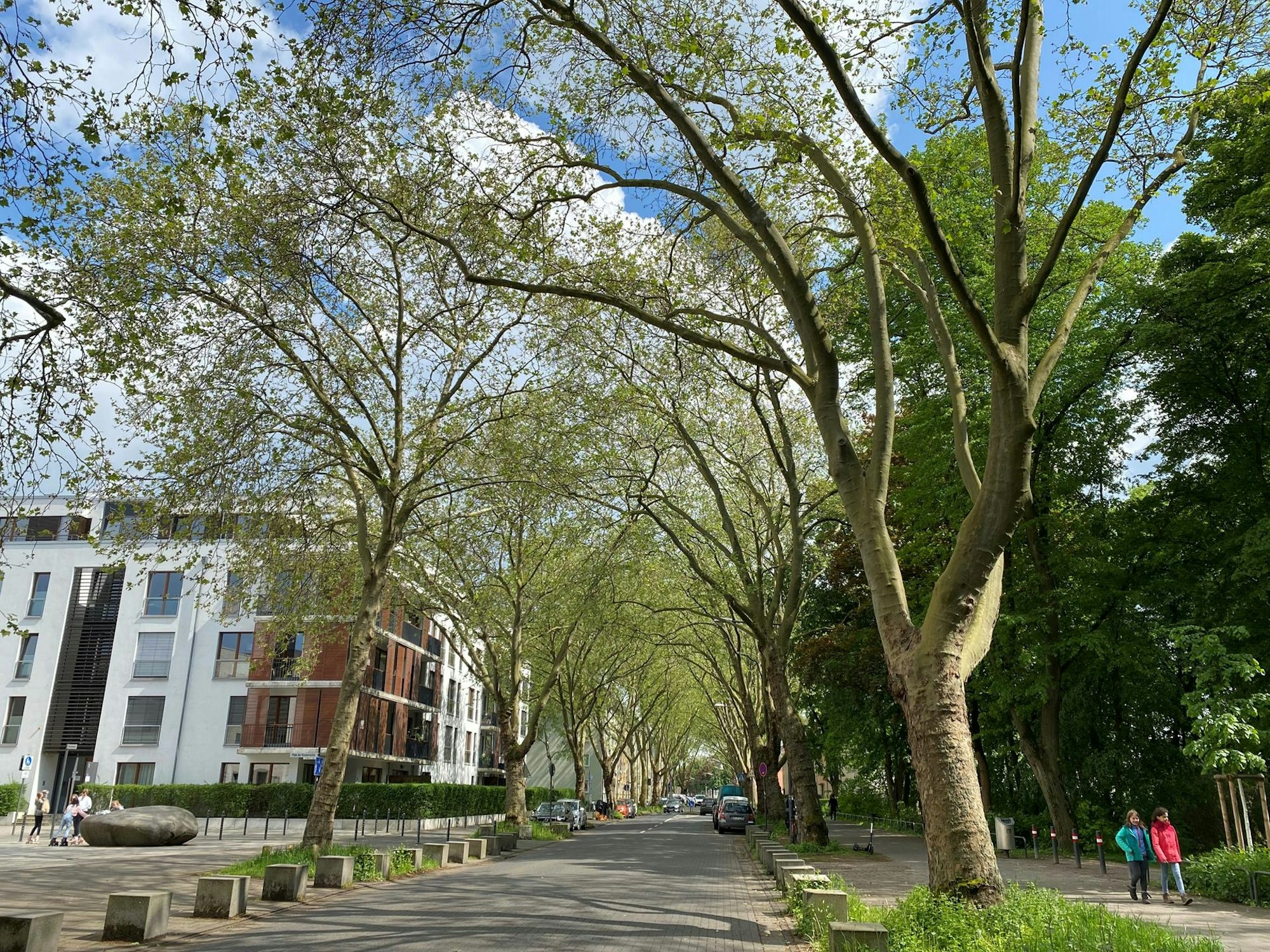 1-0platanen neuenhöfer alleecm