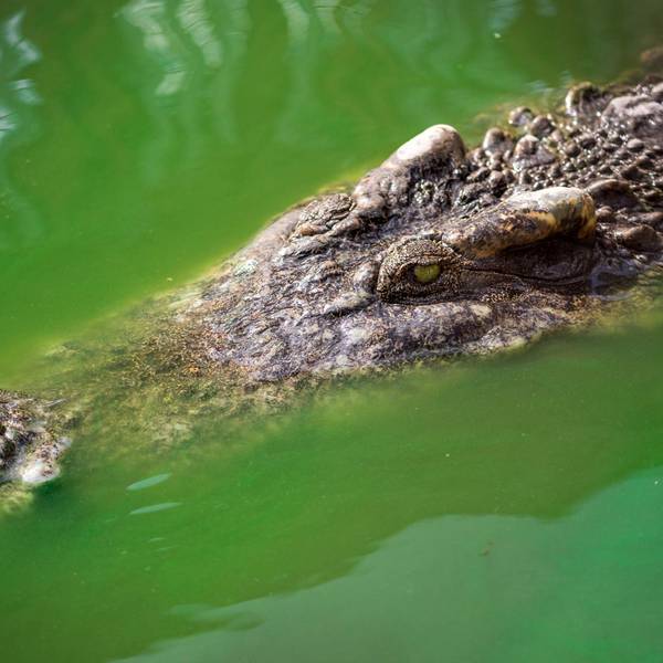 Krokodil_toetet_Mutter_und_Baby