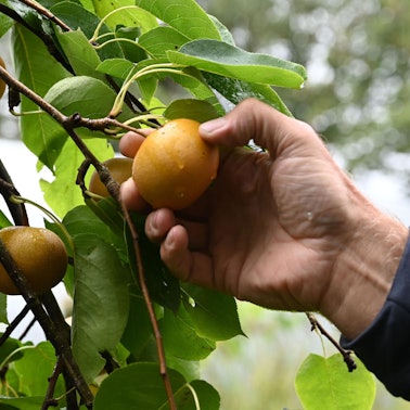 essen aus dem garten vom baum pflücken