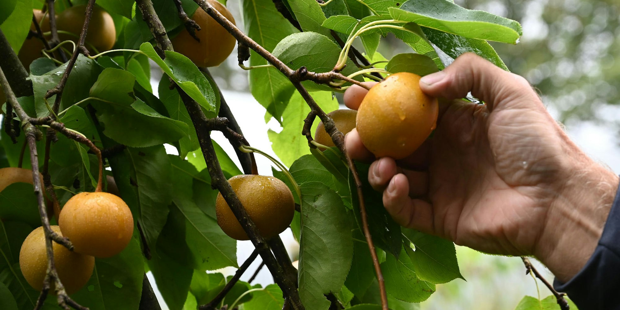 essen aus dem garten vom baum pflücken