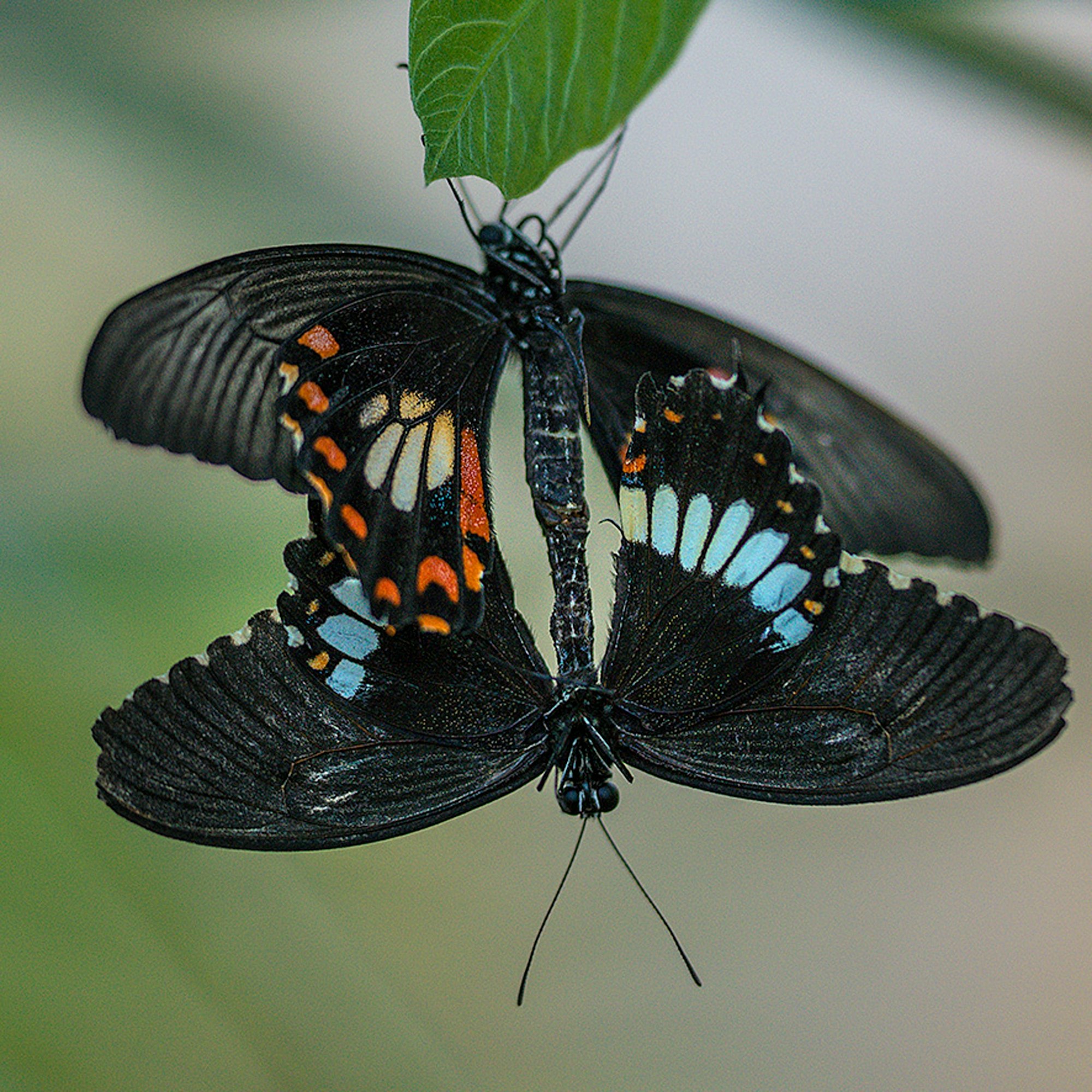 Schmetterlingsgarten Franz Küpper