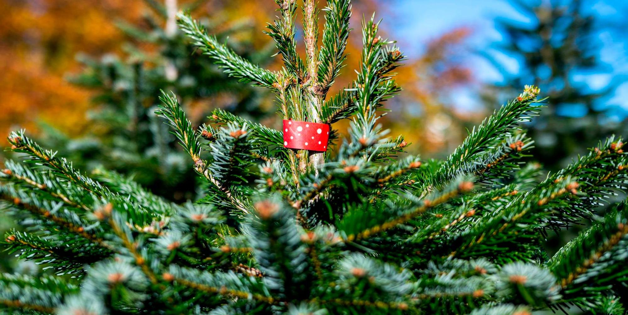 Weihnachtsbaum