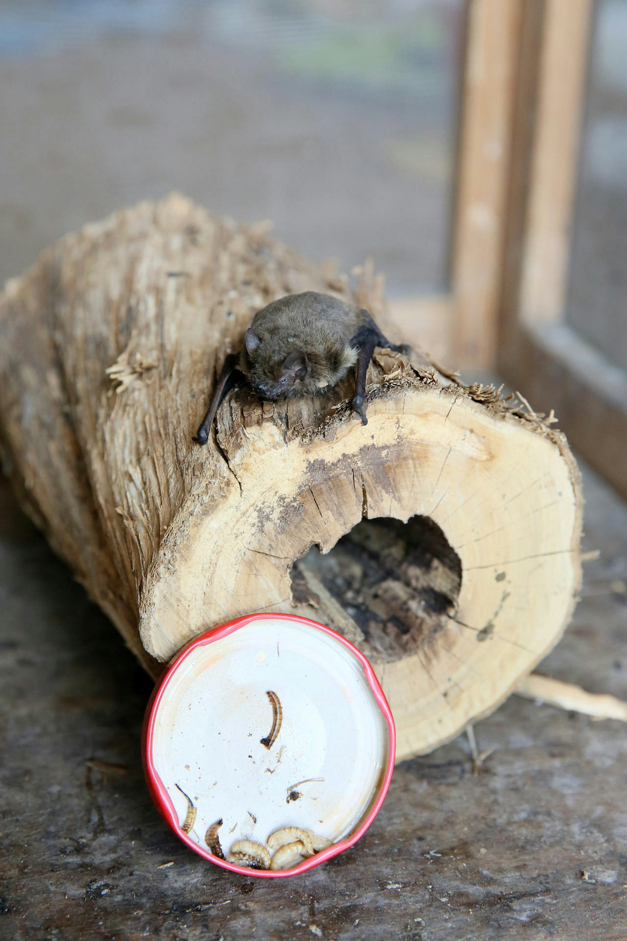 Fledermaus_11 Baumstamm Goyert