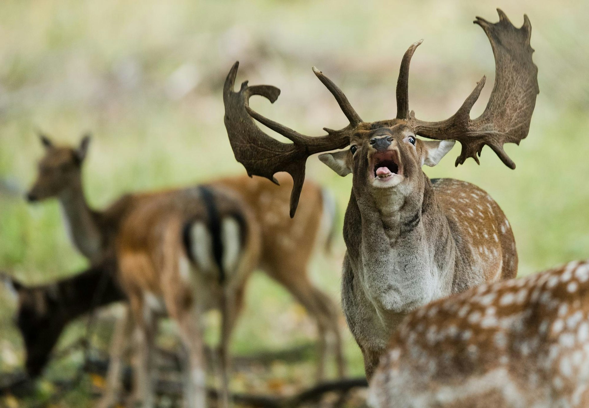 Hirsch Rudel Brunftzeit Symbol dpa 2018