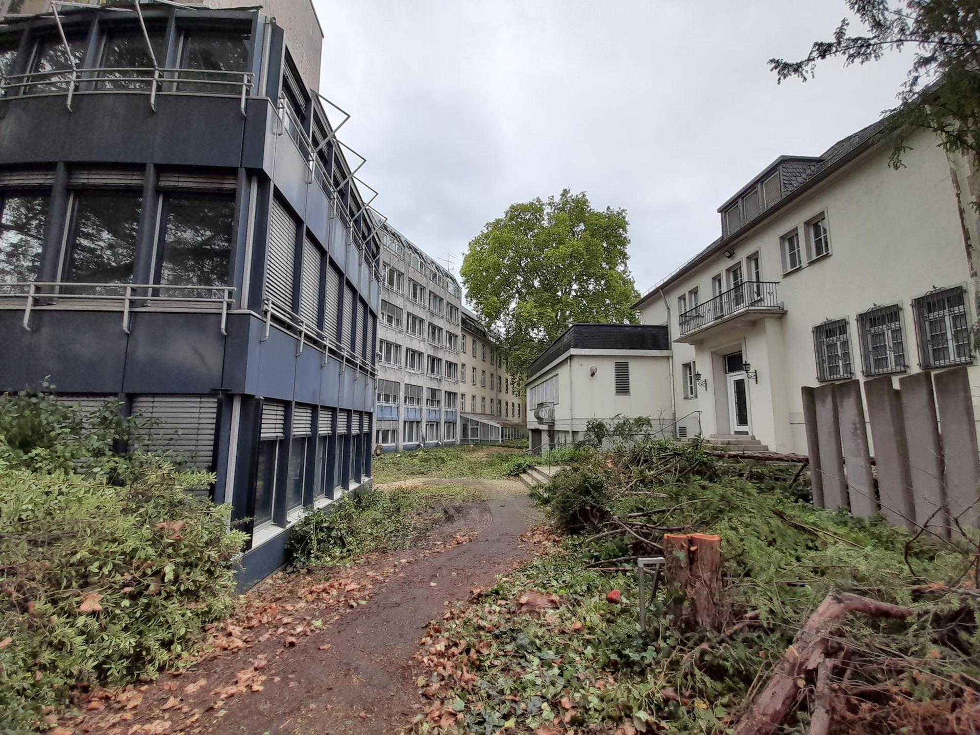Baumfällungen Zurich1