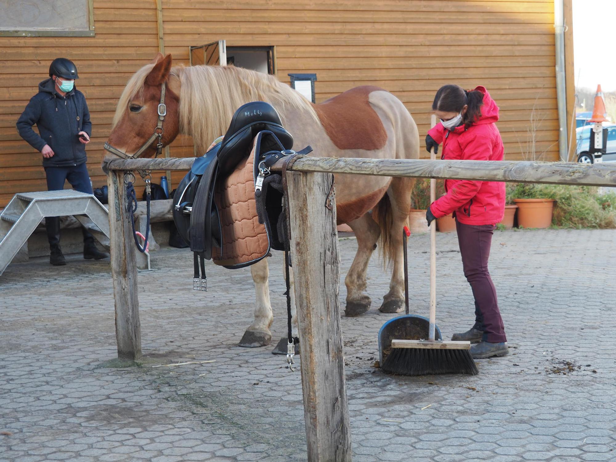 sues Reiten 4 Pferdeäpfel von Molly