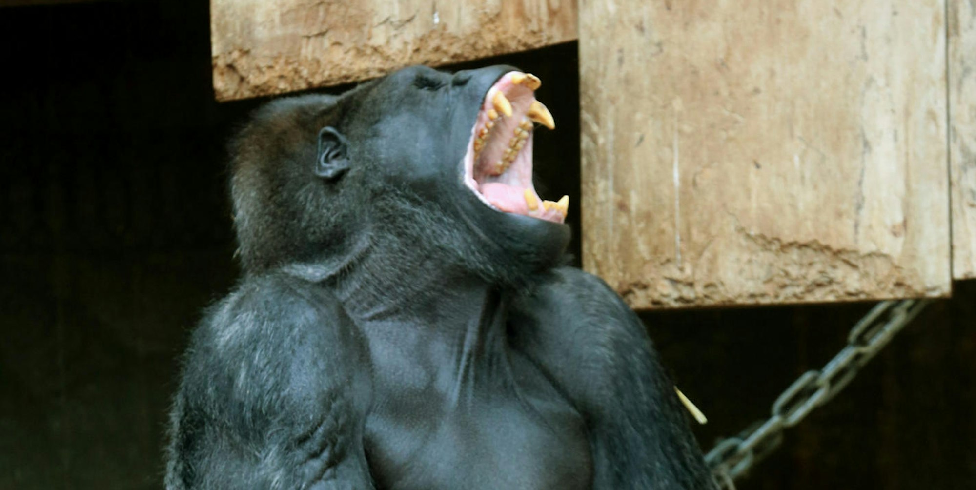 Krefeld Gorilla Massa