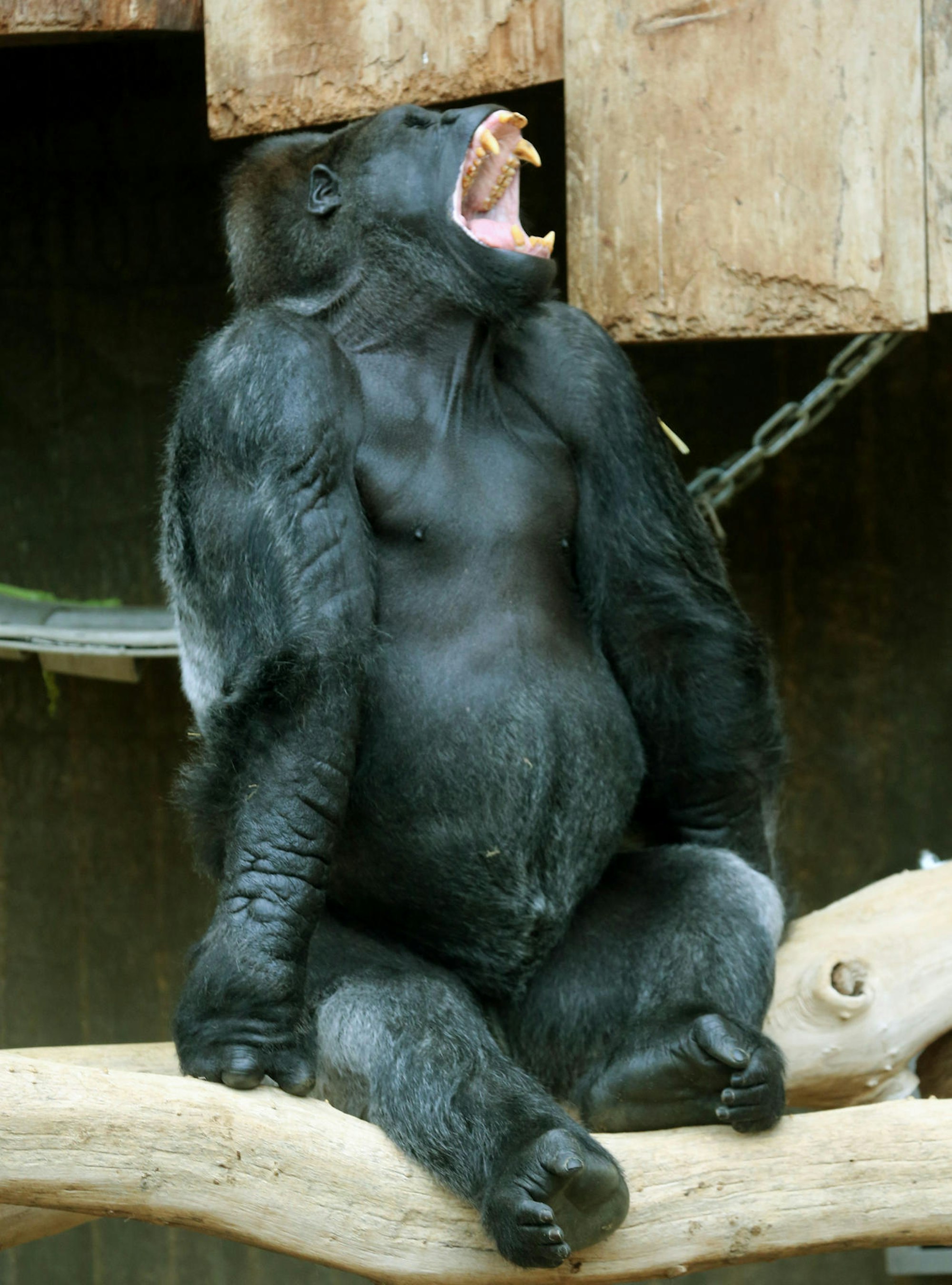 Krefeld Gorilla Massa