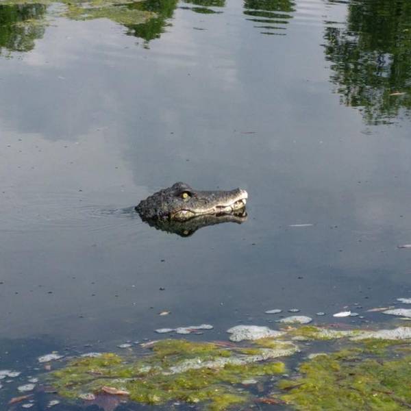 Rheinausee_Krokodil_07052019