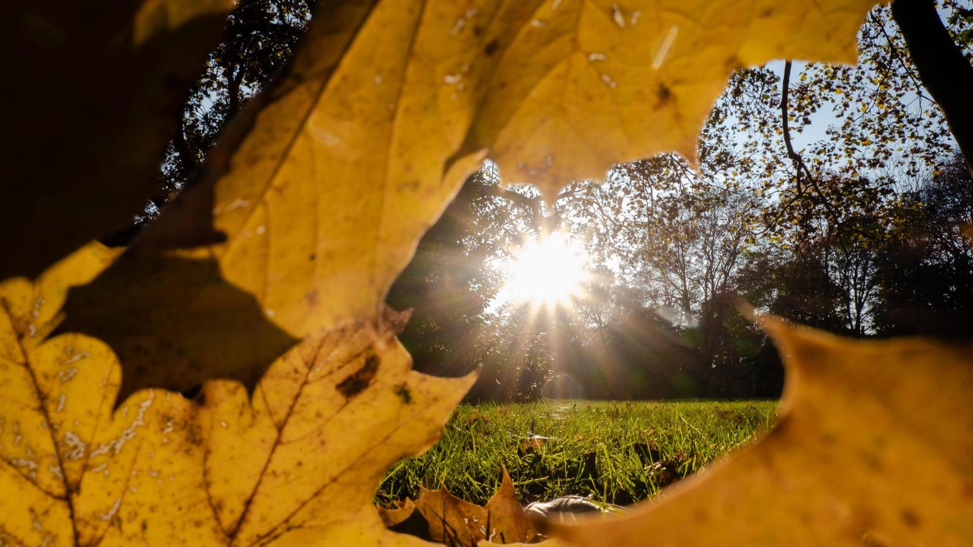 Gelbes Laub vor blauem Himmel und Sonnenschein