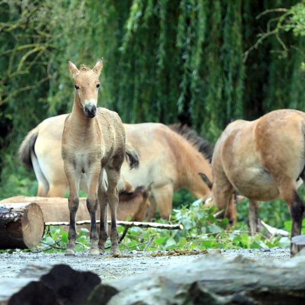 kra_pferdeZoo005