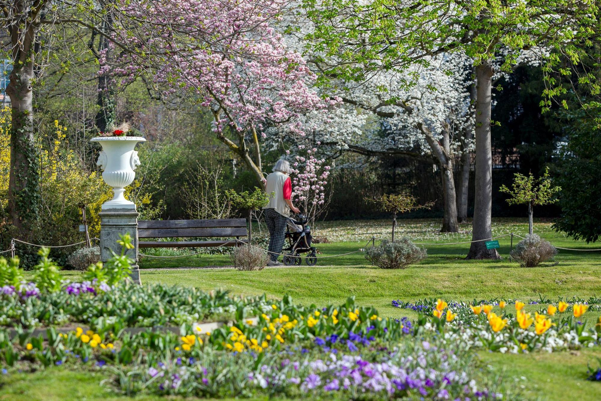 Blüten Flora Köln_ Bause