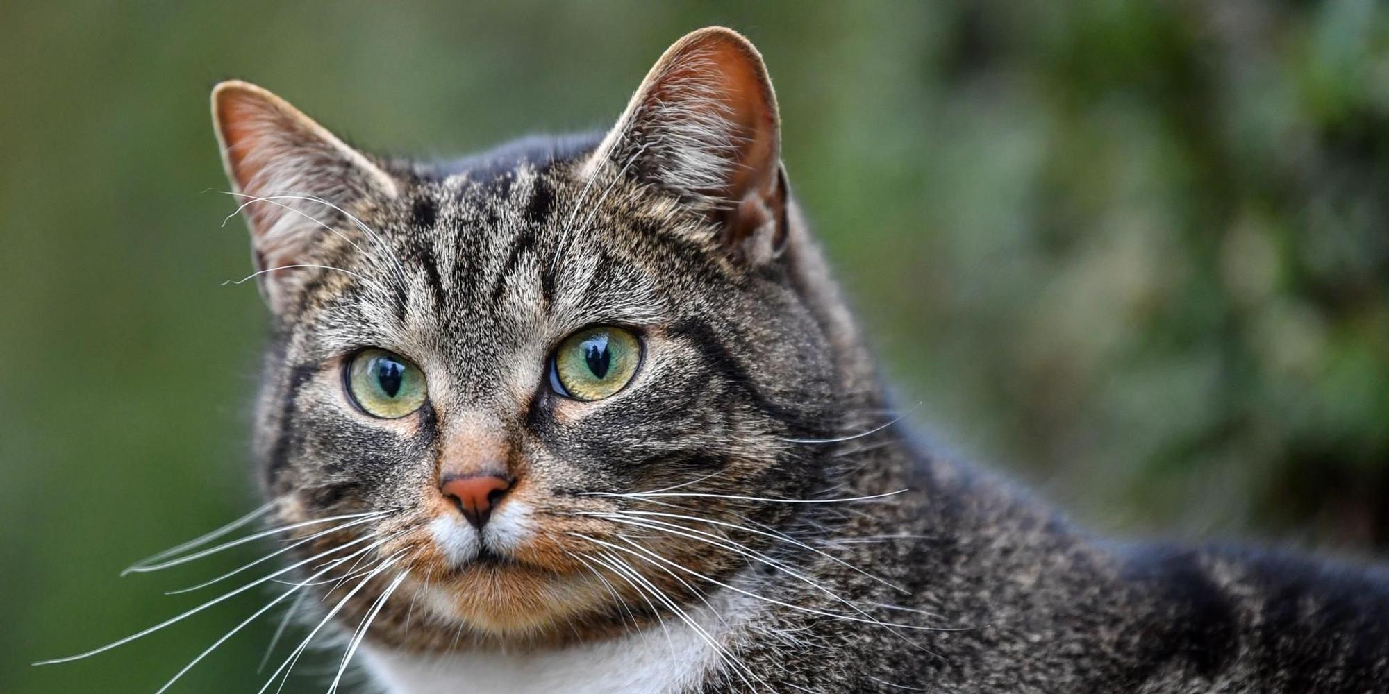 Katze