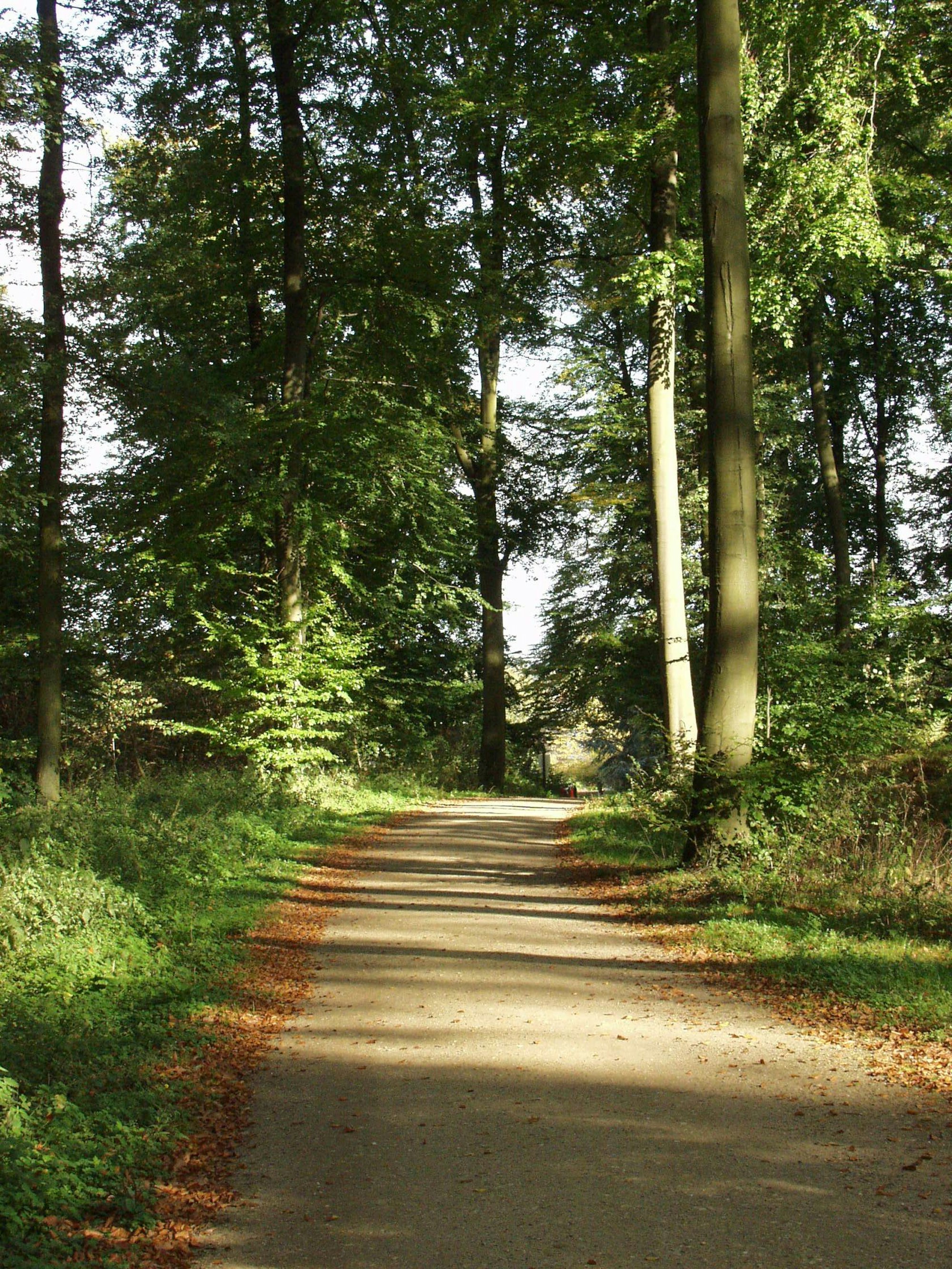 Waldweg von NATURPARK RHEINLand