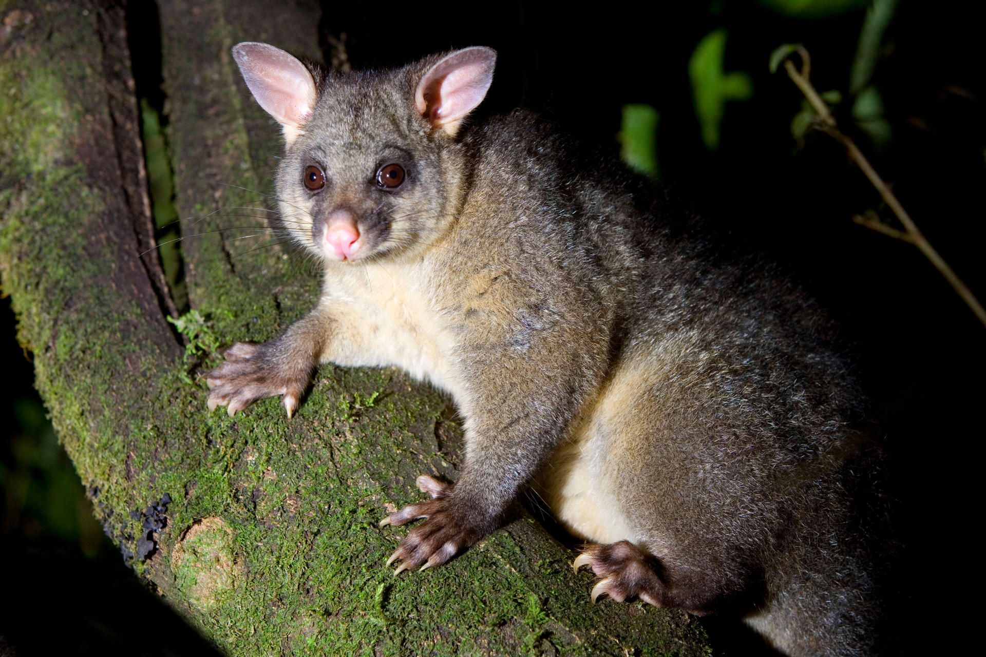 Possum IMAGO
