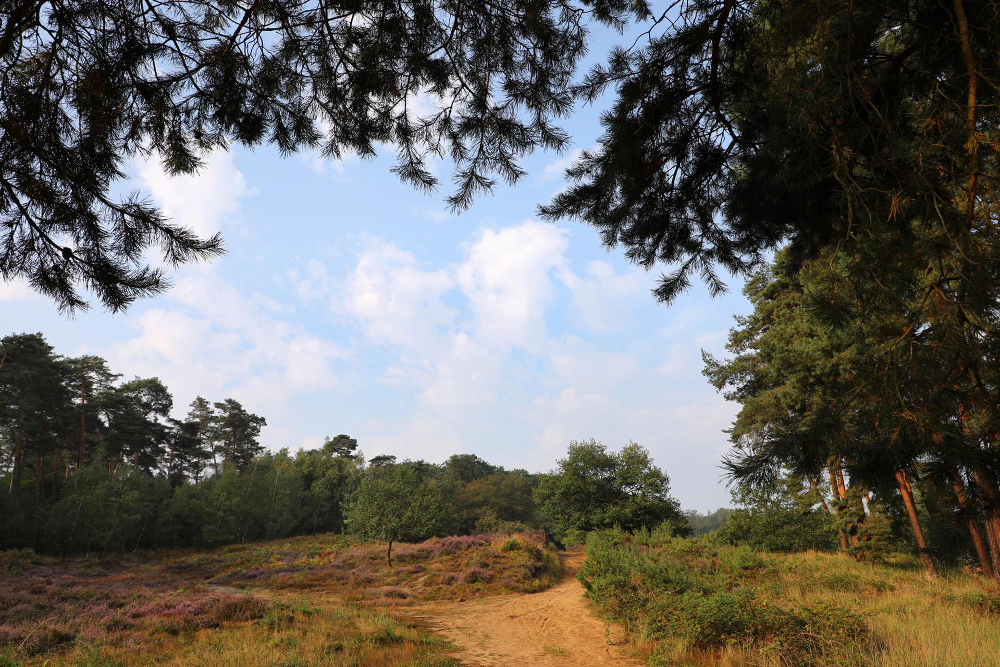 Wahner_Heide_1