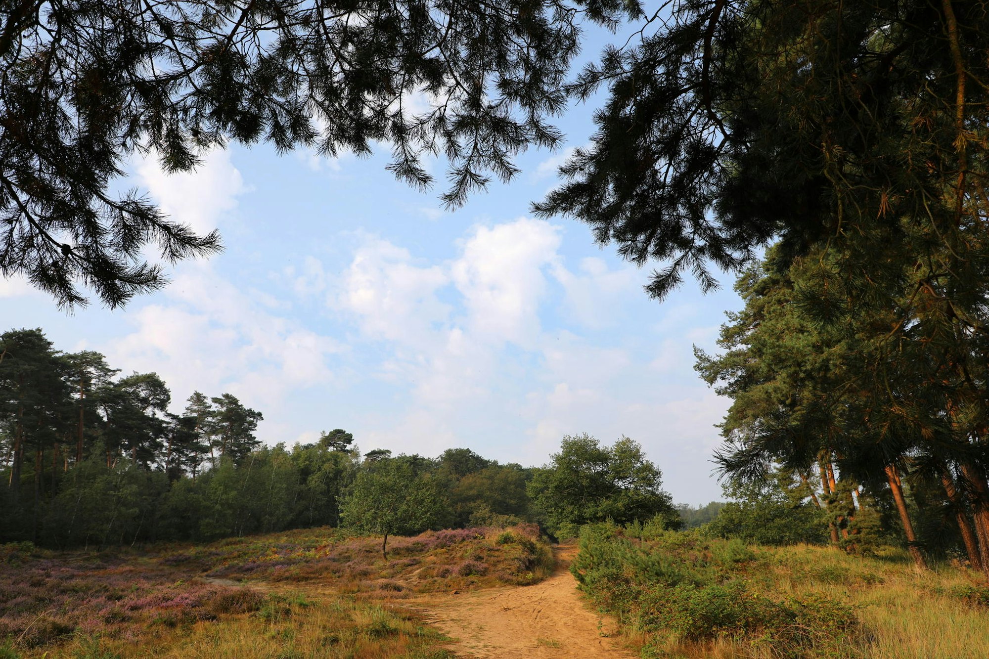 Wahner_Heide_1