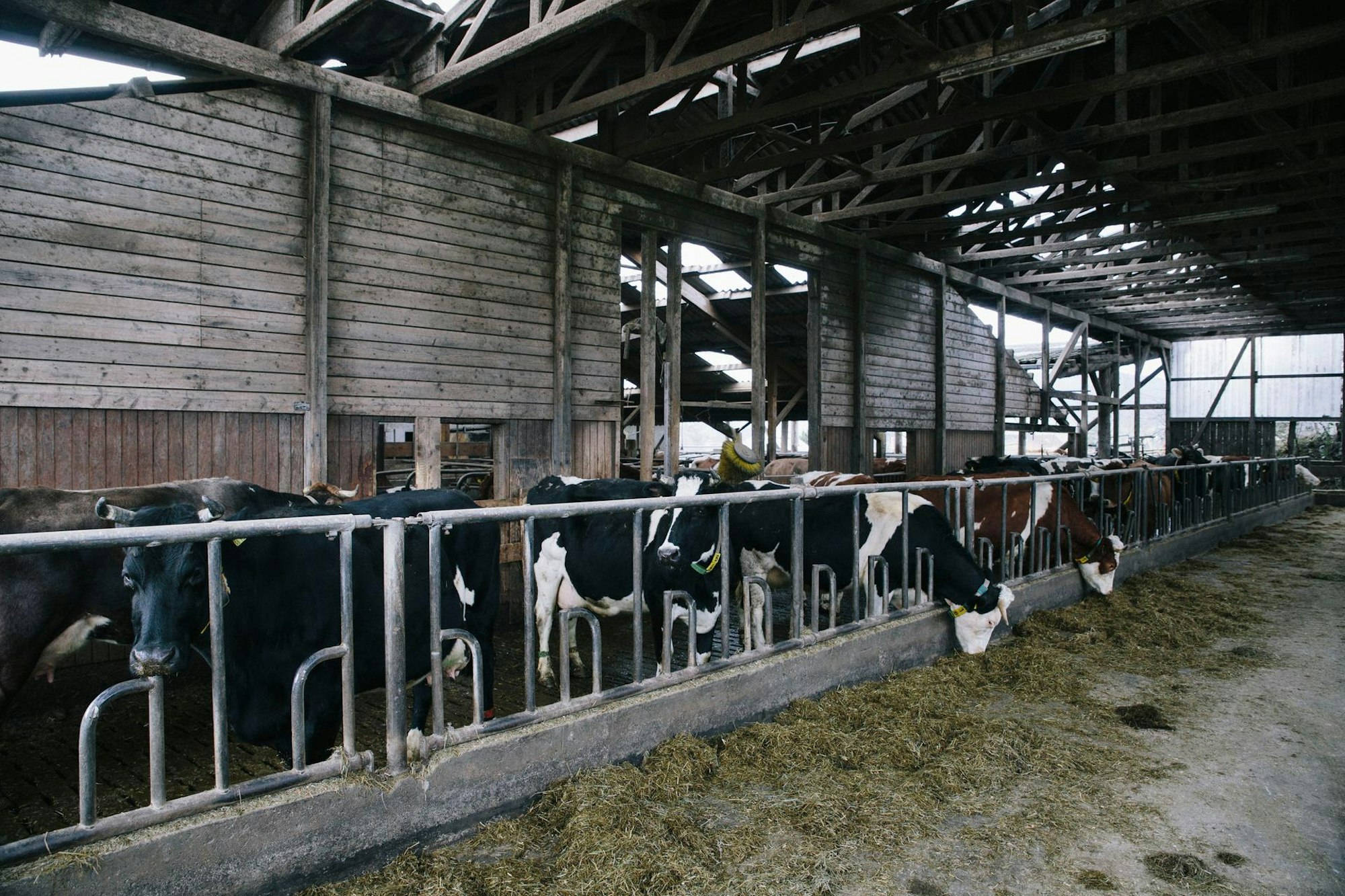 BioBauernhof-0305Jörn Neumann