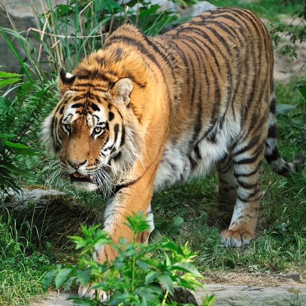 Tiger_zoo2