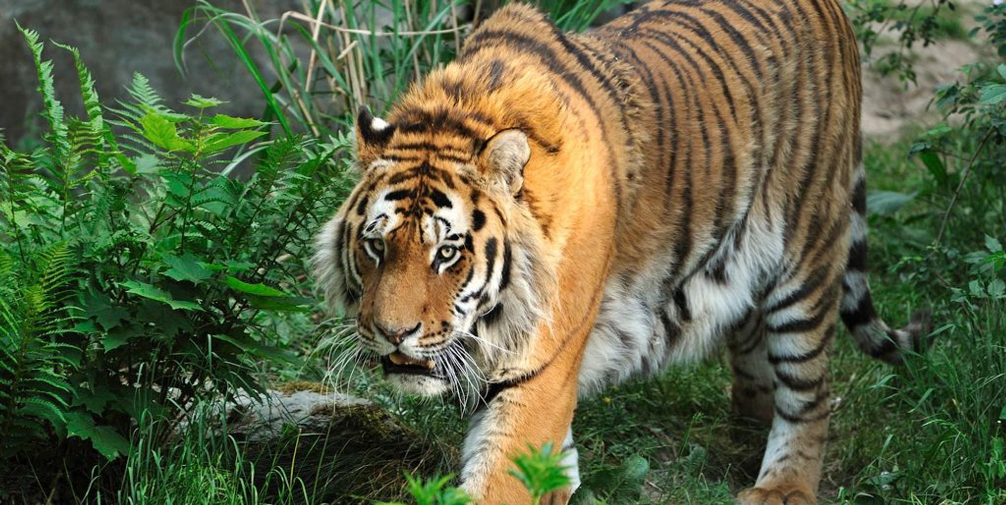 Tiger_zoo2