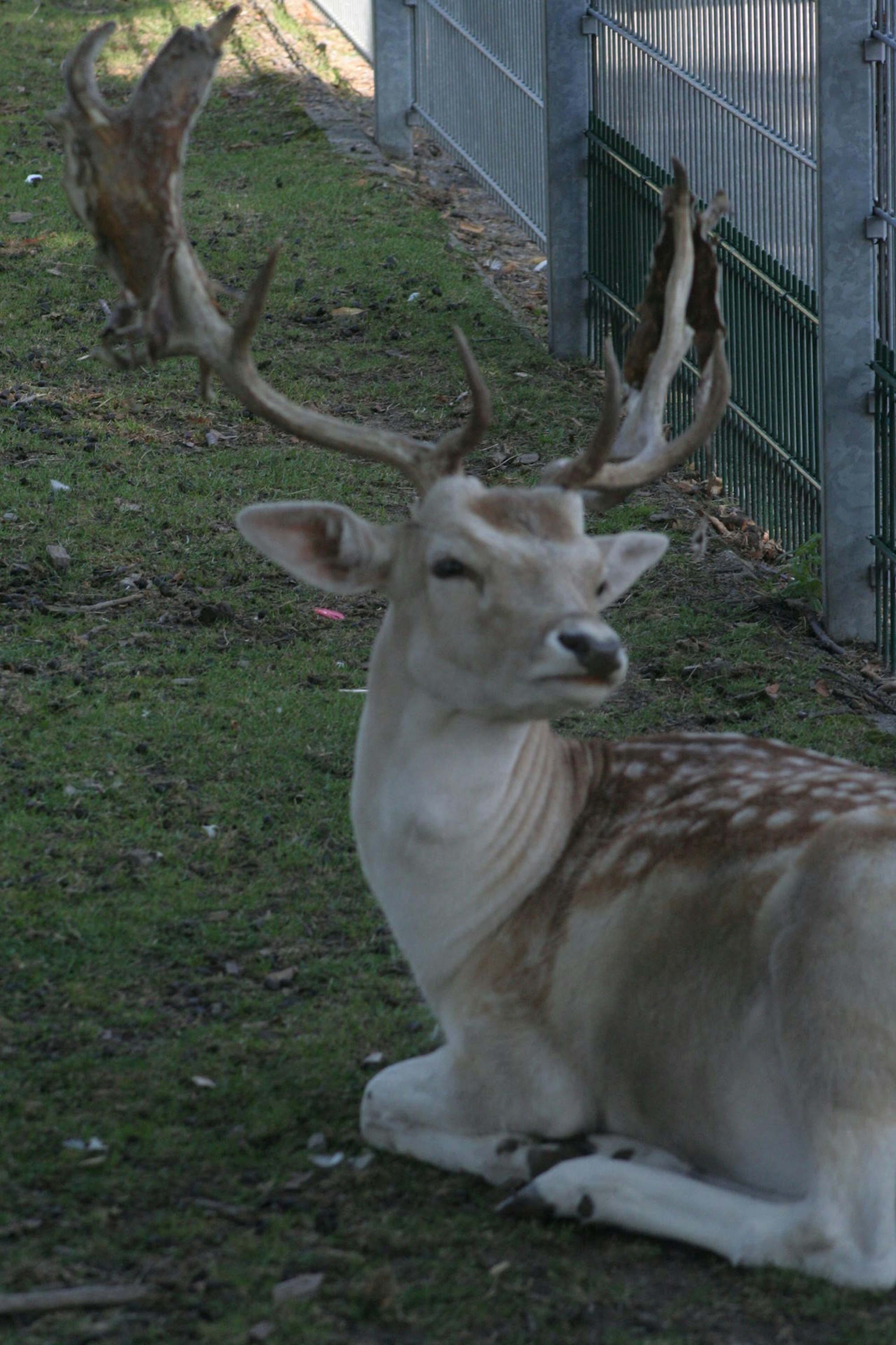 tierpark quadraht_ichendorf