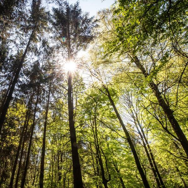 Wald dpa